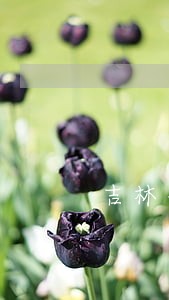 吉林省司法雯莹 吉林省司法雯莹