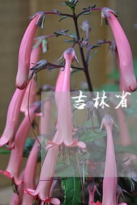 吉林省法律援助中心 吉林省法律援助中心