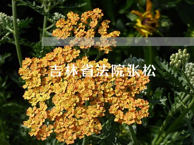 吉林省法院张松 吉林省法院张松