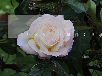 吉林省法院招聘文员准考证入口