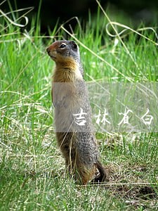 吉林省白山市长白县司法拍卖 吉林省白山市长白县司法拍卖