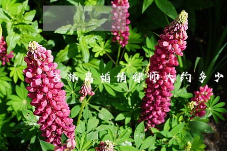 吉林离婚请律师大约多少钱 吉林离婚请律师大约多少钱