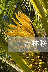 吉林移民留学法律咨询热线