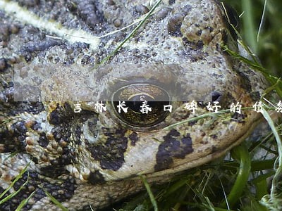吉林长春口碑好的债务担保律师 吉林长春口碑好的债务担保律师