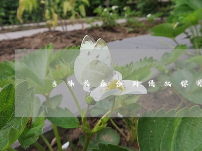 吉林长春合同侵权律师介绍 吉林长春合同侵权律师介绍