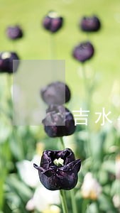 吉水县大型企业法律顾问