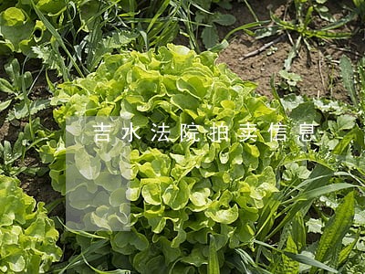 吉水法院拍卖信息 吉水法院拍卖信息