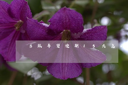 吉致车贷逾期15天怎么办