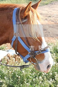 吉阳区公司法律顾问推荐 吉阳区公司法律顾问推荐