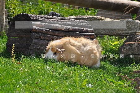 吉阳区公司法律顾问网站 吉阳区公司法律顾问网站