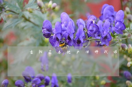吉阳区房地产律师找谁 吉阳区房地产律师找谁