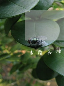 吉隆县律师在线免费法律咨询