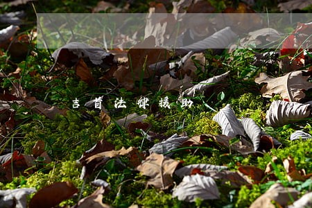 吉首法律援助