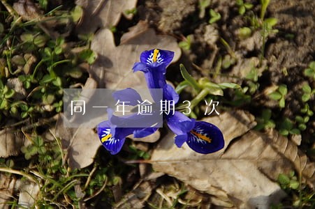 同一年逾期3次 同一年逾期3次