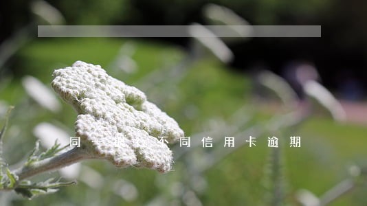 同一银行不同信用卡逾期