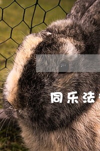 同乐法律咨询 同乐法律咨询