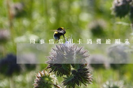 同事借信用卡消费逾期未还