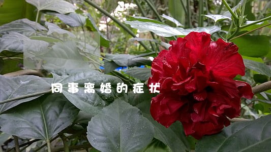 同事离婚的症状 同事离婚的症状