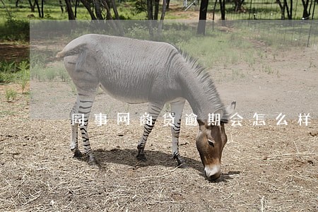 同事网商贷逾期会怎么样 同事网商贷逾期会怎么样