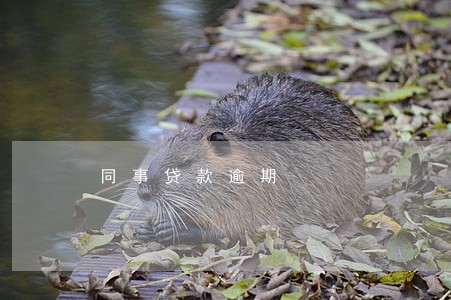 同事贷款逾期 同事贷款逾期