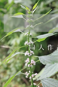 同人作品是违法吗