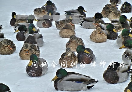 同城合同纠纷律师价格 同城合同纠纷律师价格