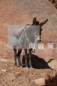 同城网贷逾期会不会上门 同城网贷逾期会不会上门