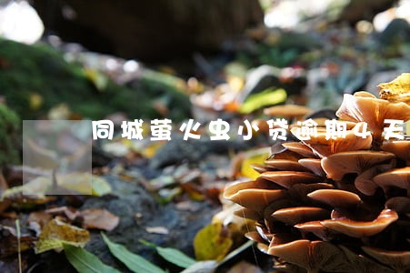 同城萤火虫小贷逾期4天 同城萤火虫小贷逾期4天