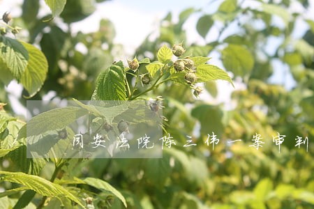 同安法院陈三伟一案审判现场 同安法院陈三伟一案审判现场