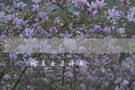 同属违法停车 同属违法停车