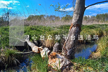 同心台众筹平台违法吗 同心台众筹平台违法吗