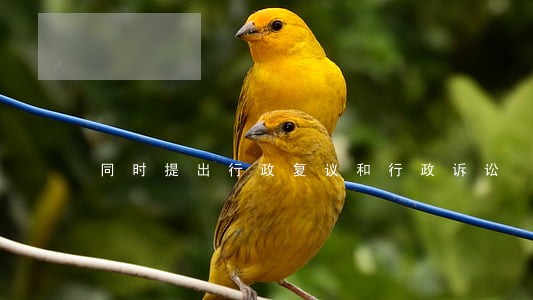 同时提出行政复议和行政诉讼
