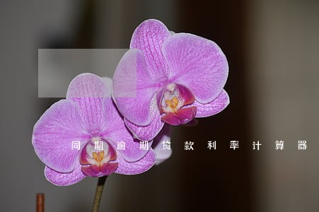 同期逾期贷款利率计算器 同期逾期贷款利率计算器