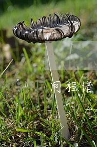 同程借款逾期7天还能借吗 同程借款逾期7天还能借吗