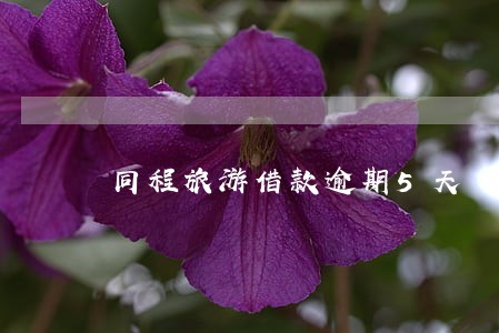 同程旅游借款逾期5天 同程旅游借款逾期5天
