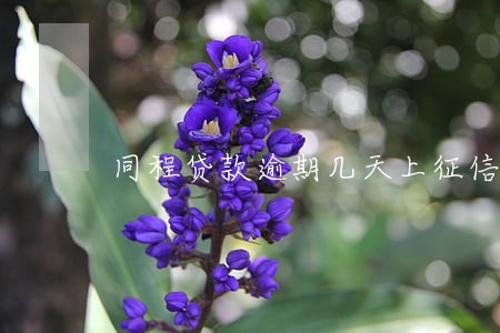 同程贷款逾期几天上征信