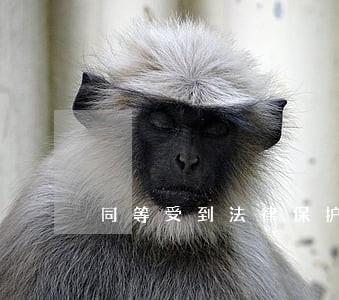 同等受到法律保护的什么环境 同等受到法律保护的什么环境