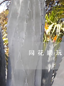 同花顺玩法规则视频 同花顺玩法规则视频