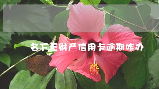 名下无财产信用卡逾期咋办