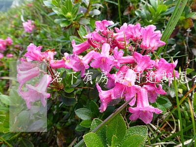 名下有房信用逾期怎么办 名下有房信用逾期怎么办