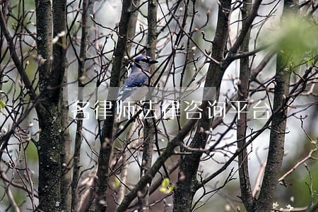 名律师法律咨询平台 名律师法律咨询平台