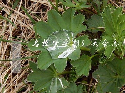 名校贷逾期5天会怎样