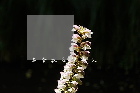 名誉权法律意义 名誉权法律意义