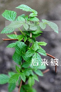 后来被法院判处单处罚金500 后来被法院判处单处罚金500