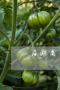 后湖商住小区违法收取高额电费 后湖商住小区违法收取高额电费