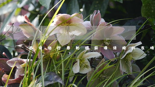 后续治疗费如何获得法院的支持 后续治疗费如何获得法院的支持