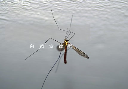 向德堂律师 向德堂律师