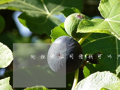 向担保公司借钱可以只还本金么 向担保公司借钱可以只还本金么