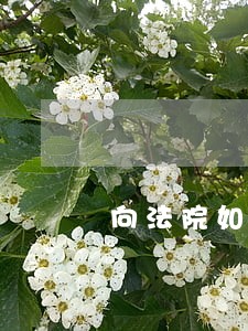 向法院如何申请证据调查函 向法院如何申请证据调查函