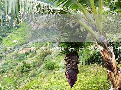 向法院执行厅如何写申请书 向法院执行厅如何写申请书